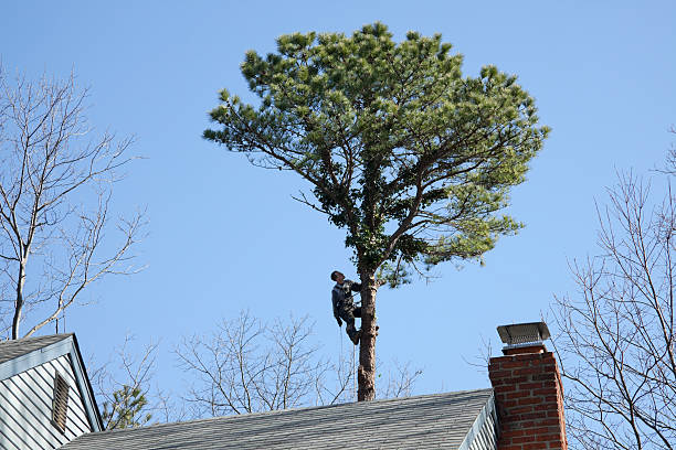 Best Tree Planting  in Frisco, TX